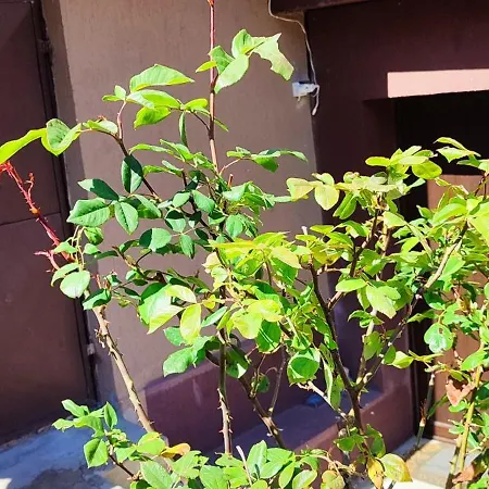 Casa Miky Будинок відпочинку