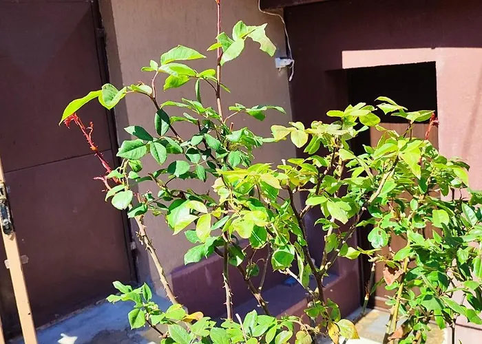 Casa Miky Hébergement de vacances